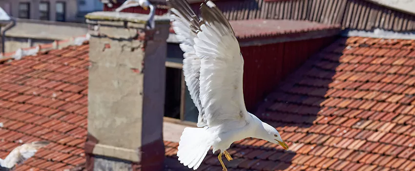 Residential Chimney Animal Removal Solution in LaGrange, GA